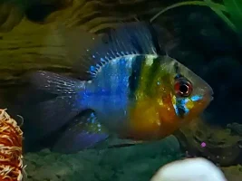 High ammonia help!!