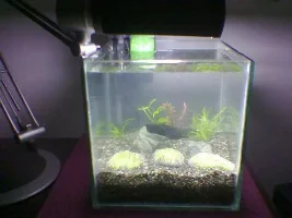 gonna be starting a nano