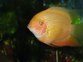 some of our fish