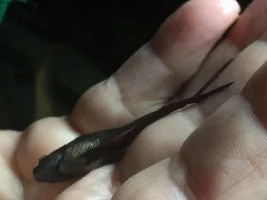 Need Help Sexing This Betta