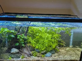 Sparkling Gourami Question