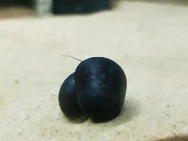 My Nerites