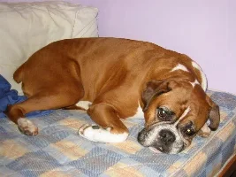 Pic of my Doggie :P