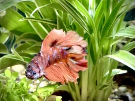 Shrimp with half moon plakat