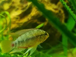 What Apistogramma is this