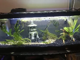 20 gallon aquascaping