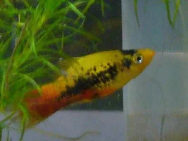 Platy