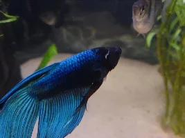 White Worm Like Parasite On Betta