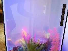 Hello! Just wanted to see if this is bacterial bloom?