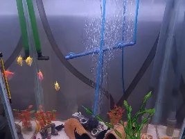 Hello new to aquarium fish hobby