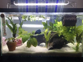 Help getting wisteria to grow?