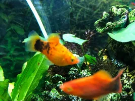 Fish getting worse, Disease and Treatment Identification Needed!