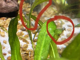 Help, new light and beard algae!