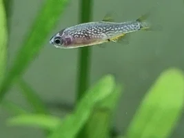 My First Attempt at a Planted Aquarium