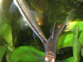 Gah . . . ended up buying more bottom feeders