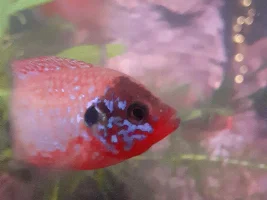Jewel cichlid with a black face