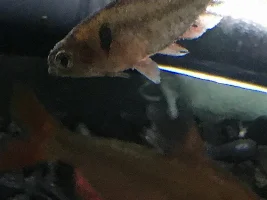 Serpae Tetra close to dying