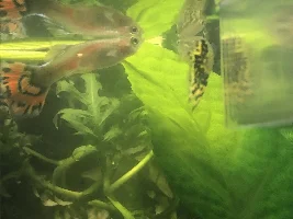 pls let my guppies be pregnant