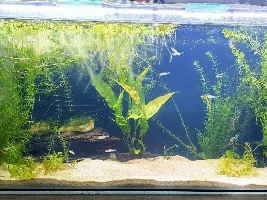 Enjoying the hobby. Tank photos