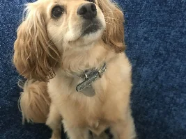 Not fish related but here’s a photo dump of my dog