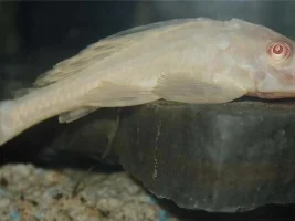 My fish tank