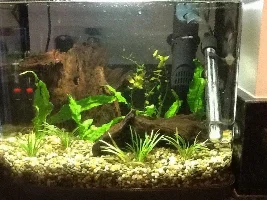 40L Galaxy Rasbora Tank