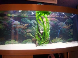 New Look Tank