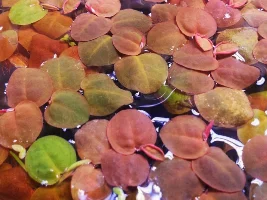 Floating Plants