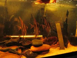 adding tannins to the water... finding a balance for me, my fish, and function, without destroying the look of the tanks
