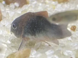 I think my Cory Catfish has Velvet