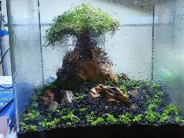 Nano Bonsai Tank
