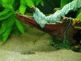 Finally First Fish