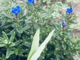Blooming backyard