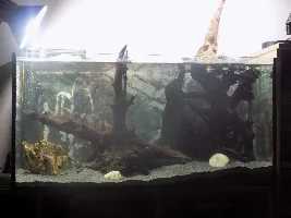 29.5 Gallon fish tank - Amazonian inspired