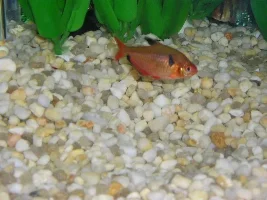 Nice loking fish