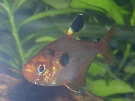 What IS this fish!!!???