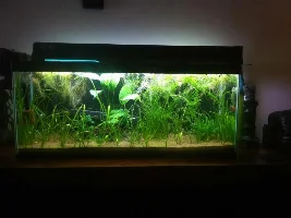 Ch4Rlie's New 3 Foot Tank Journal