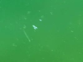 Worm! And something else!