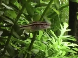 Fish missing tip of nose?