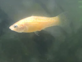 pls let my guppies be pregnant