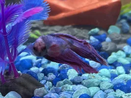 Is there something wrong with my betta?