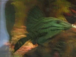 New Planted Tank