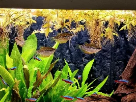 Little River Rio