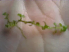Plant Id Plz.