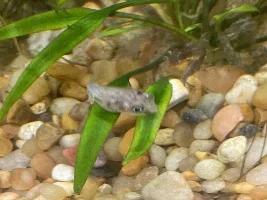 PEA PUFFER HELP! Black spot?