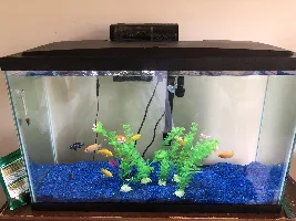 29 Gallon Fish Tank