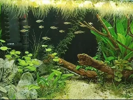 How many in a group of male only guppies? In a community tank setting.