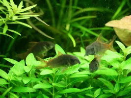 Planted tank for tetras (slow burn)