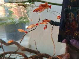White cloud mountain minnow - gold variant appreciation post