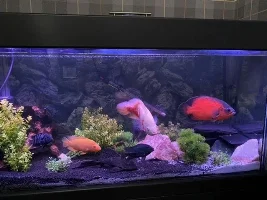 Hello new world cichlid friends.